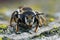 Frontal facial detailed closeup on a female white sectioned leafcutter bee, Megachile albisecta