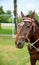 Frontal Head shot of a brown horse