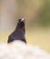 Frontal head-shot of Common Raven