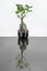 Frontal image of bonsai ficus ginseng on metal table