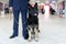 Frontal image of a dog for detecting drugs at the airport standing near the customs guard. Horizontal view