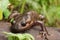 Frontal low angle closeup on a brown Northwestern mole salamander, Ambystoma gracile climbing on wood