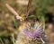 frontal macro moth extracting nectar from a thistle