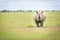 Frontal Photo of a Southern White Rhino