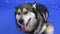 Frontal portrait of an Alaskan Malamute lying on a blue background in a studio. The pet watches the flying soap bubbles