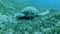 Frontal portrait of great sea turtle sleeping on green sea grass swaying in current. Green Sea Turtle, Chelonia mydas.