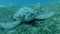 Frontal portrait of Great Sea Turtle sleeping on green sea grass swaying in current. Green Sea Turtle, Chelonia mydas.