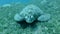 Frontal portrait of great sea turtle sleeping on green sea grass swaying in current. Green Sea Turtle, Chelonia mydas