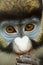 Frontal Portrait of Lesser Spot-Nosed Monkey