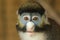 Frontal Portrait of Lesser Spot-Nosed Monkey