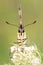 Frontal portrait of an Old World swallowtail butterfly