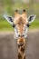 Frontal portrait of southern giraffe