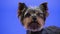 Frontal portrait of a Yorkshire terrier on a blue background in the studio. Close up of the muzzle of an adorable pet