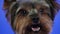 Frontal portrait of a Yorkshire terrier on a blue background in the studio. Closeup of a pet's face with an open mouth