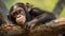 Frontal Portrait of a Young Chimpanzee Relaxing on a Tree Branch. generative ai