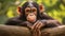 Frontal Portrait of a Young Chimpanzee Relaxing on a Tree Branch. generative ai