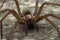 Frontal scary closeup on a harmless domestic house spider, Tegenaria domestica