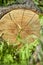 Frontal section of walnut tree log lying on green grass. Annual rings and cracks are visible on surface of cut. Close-up.