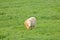 Frontal Sheep and Thick Pastureland