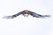 Frontal shot of eurasian jay in flight