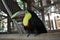 Frontal shot of a toucan parrot standing on a wooden roll.