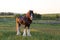 Frontal side lit view of tall handsome chestnut Clydesdale horse with sabino markings standing in field