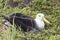 Frontal side view of a nesting albatross