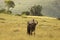 FRONTAL VIEW OF BLUE WILDEBEEST ON A GRASSY SLOPE