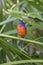 Frontal View Of A Bright, Male Painted Bunting On A Palm Frond