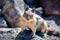 Frontal view of cute chipmunk, Lassen Volcanic Park National Park, Northern California