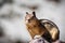 Frontal view of cute chipmunk, Lassen Volcanic Park National Park, Northern California