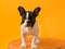 Frontal view of cute pied French Bulldog puppy with friendly expression standing on round table