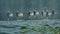 Frontal view on group of barnacle geese on the lake