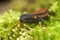 Frontal view on a juvenile of the Red-tailed Knobby Newt , Tylototriton kweichowensis