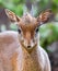 Frontal view of a Kirk`s dik-dik - a dwarf antelope