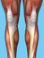 Frontal View Leg Anatomy