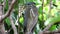 Frontal View Of A Little Heron On A Branch