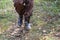 Frontal view of the lower part of a person walking on dry grass.