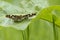 Frontal view of a map butterfly araschnia levana in summer outfit