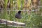 Frontal view of North American common gallinule standing on a rock emerging from a lake with head in profile