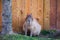 Frontal view of placid looking adult capybara sitting next to tree