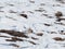 Frontal view of Plateau pika Ochotona curzoniae in snow, it is a small animal looks like mouse and rabbit living in Tibetan