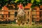 Frontal view of Plymouth Rock chicken in grass at petting zoo, Hackney City Farm, London