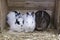 Frontal view of three cute different coloured rabbits huddling together