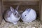 Frontal view of two cute different coloured rabbits huddling togethe