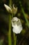 Frontal view of white butterfly orchid flower - Anacamptis papilionacea