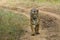 Frontal View Wild Bengal Tigress on a Path