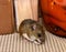 Frontal view of a wild gray house mouse, Mus musculus, in a kitchen cabinet with jars of food behind him.