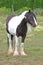 Frontal View of Young Clydesdale Horse