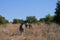 FRONTAL VIEW OF ZEBRAS IN OPEN WOODLAND IN SOUTH AFRICAN LANDSCAPE